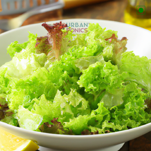 green-leaf-lettuce