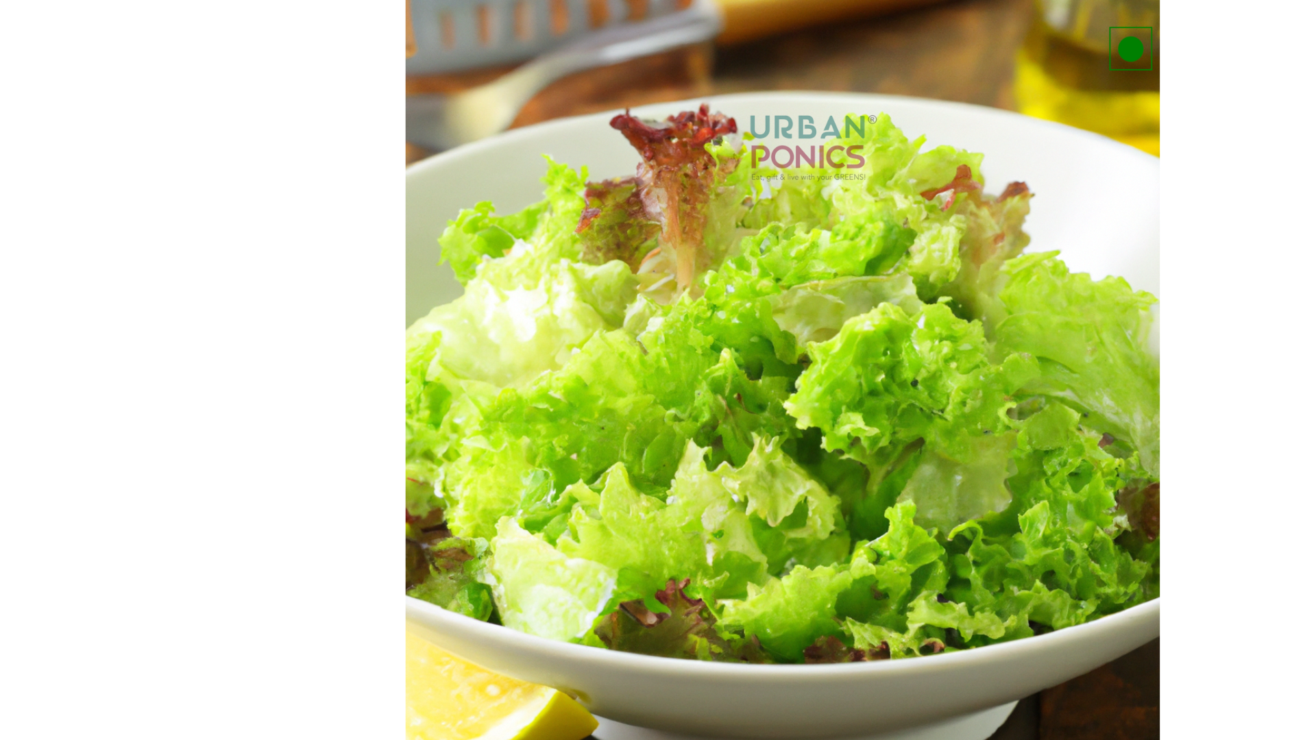 green-loose-leaf-lettuce-salad