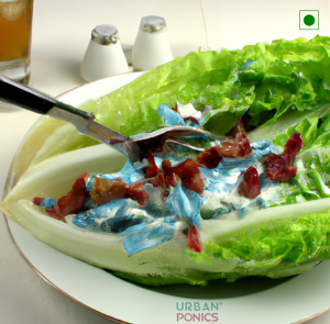 iceberg-lettuce-salad