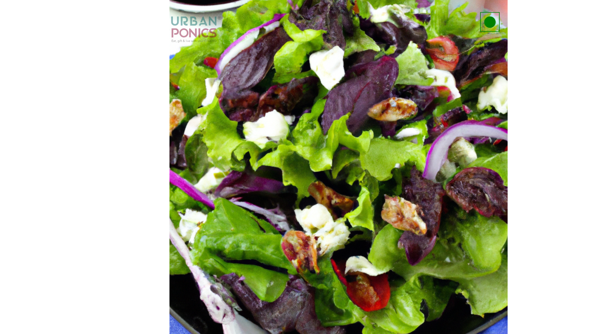 salad-using-oak-leaf-lettuce